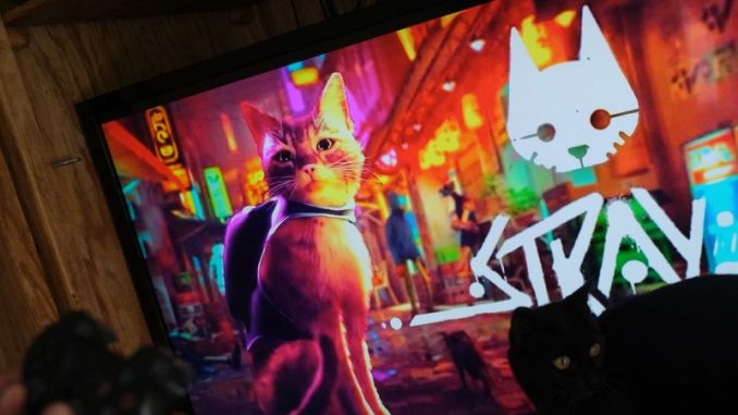 Stray-jeu-video le chat de gouttière du jeu vidéo stray vu à l'écran