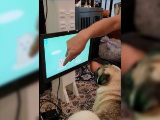 Un carlin avec son maitre en train de tester le jeu vidéo contre la démence chez les chiens.