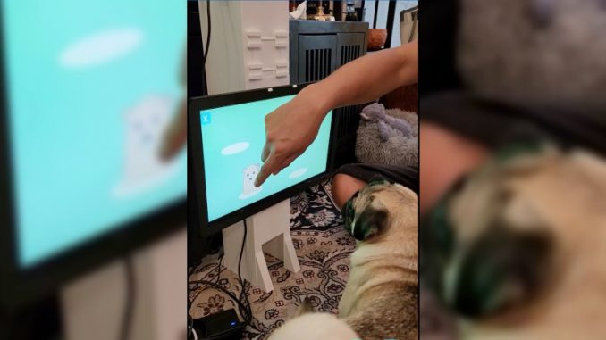 demence-chez-les-chiens-jeux-videos Un carlin avec son maitre en train de tester le jeu vidéo contre la démence chez les chiens.