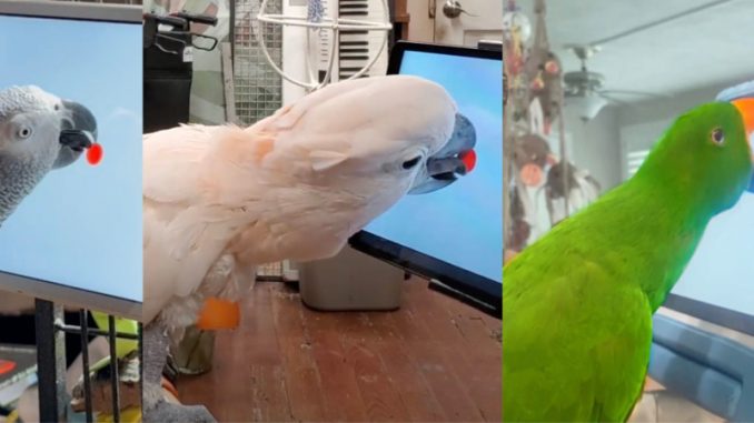 perroquets-gamers-sut-tablette-jeux-pour-animaux Trois perroquets gamers jouant sur des tablettes tactiles en se servant de leur langue.