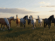 Des chevaux dans une prairie