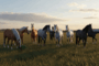 Des chevaux dans une prairie